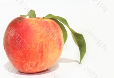 Single peach