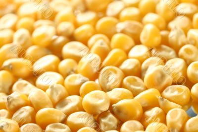 corn seeds