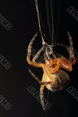 a spider on a black background