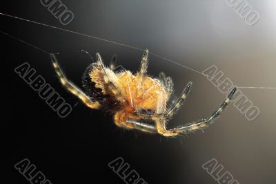 a walking spider