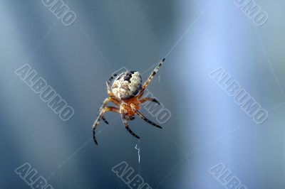 a small spider