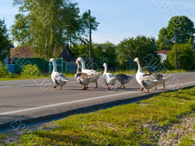 Gooses crossing a road