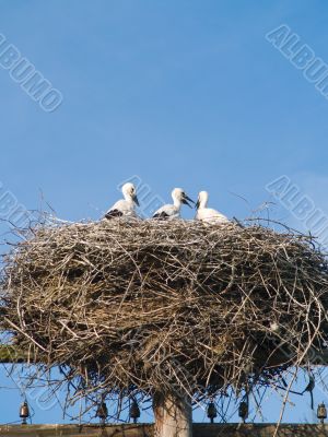 Stork family