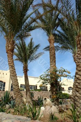 Four palm trees Four palm trees