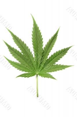 cannabis cannabis