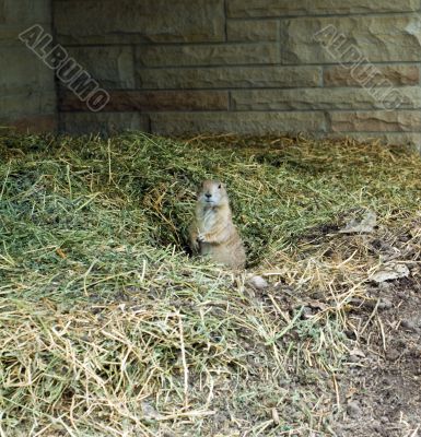 Black-tailed Prairie Dog