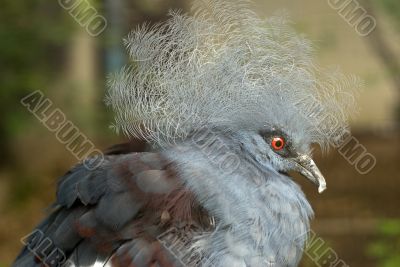 Victoria Crowned Pigeon