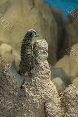 Meerkat Meerkat
