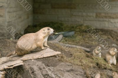 Black-tailed Prairie Dog