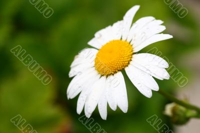 summer flower summer flower