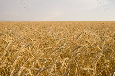 Cereal Plant