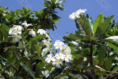 White flowers on the tree