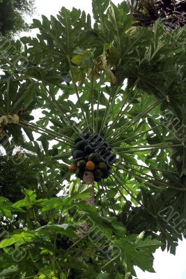 Papaya tree
