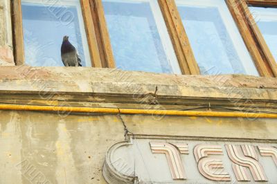 Pigeon on ledge
