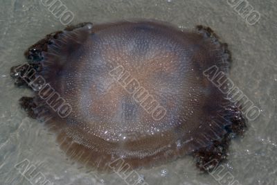 Jellyfish in the water