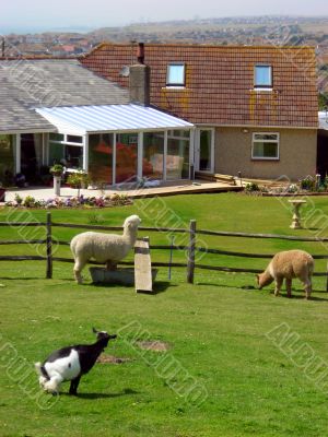 British goats and sheeps