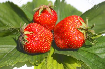 Three berries of  strawberry