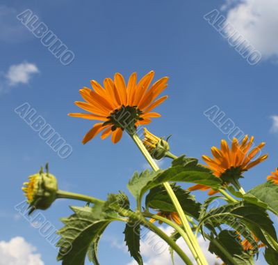 Yellow flowers