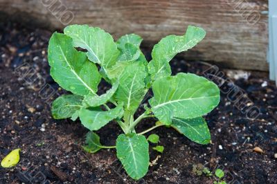 Growing Plant Growing Plant