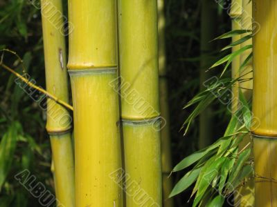 bamboo forest