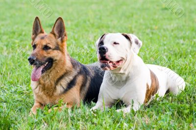 Germany shepherd and American bulldog laying on the grass