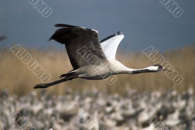 Birds migration