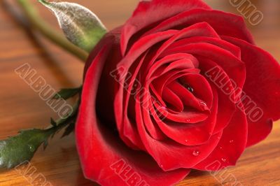 Dark red rose on wooden table