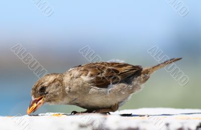eating sparrow eating sparrow