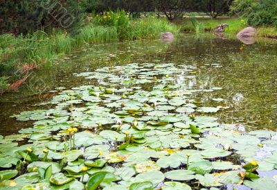 Water flowers