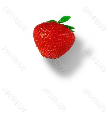 fresh strawberry with shadow fresh strawberry with shadow