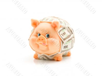 Funny piggie with USD