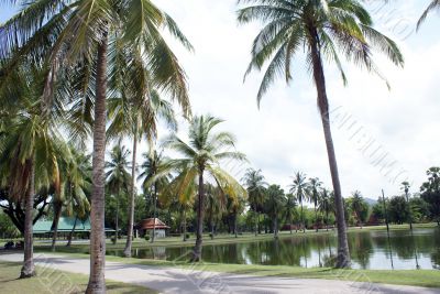 Palm trees and pond in Sukhotai
