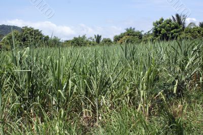 Field of sugar cane