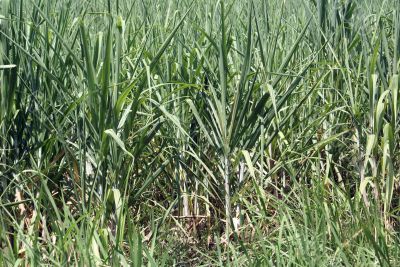Green sugar cane