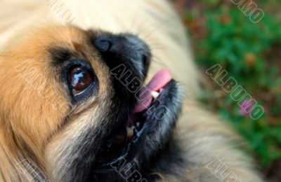 Pekinese 2