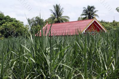 Sugar cane and temple