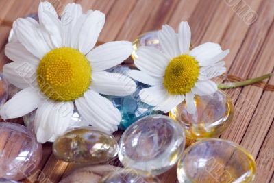 Chamomile and pebble - spa concept