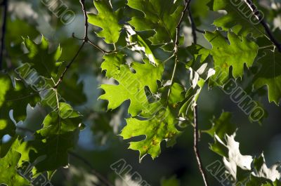 Backlit Oak Leaves