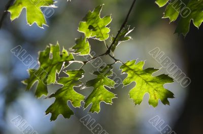 Backlit Oak Leaves