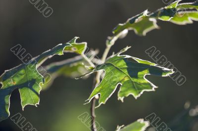 Backlit Oak Leaves