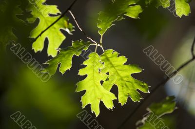 Backlit Oak Leaves