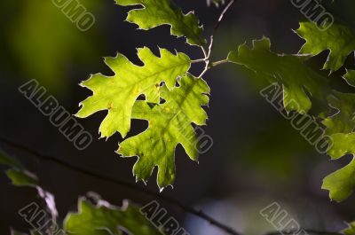 Backlit Oak Leaves