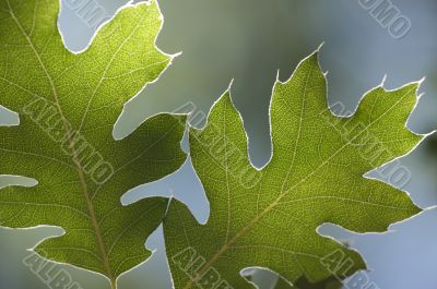 Backlit Oak Leaves