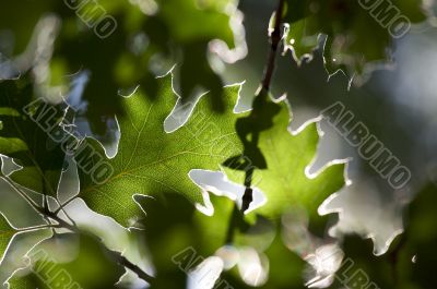 Backlit Oak Leaves