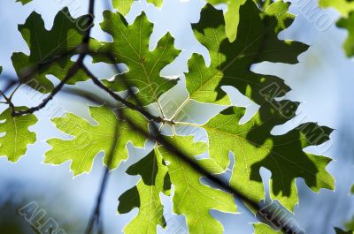 Backlit Oak Leaves