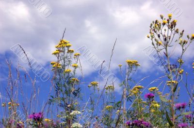 wild flowers