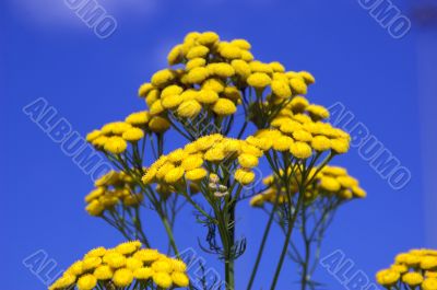 yellow wild flowers