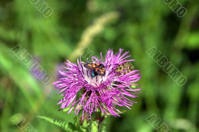 moth on a flower