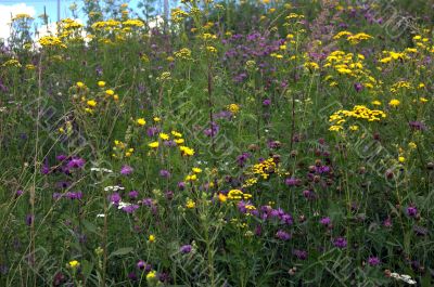 many flowers