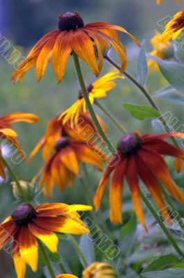 orange flowers